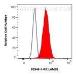 LAMB2 Antibody in Flow Cytometry (Flow)