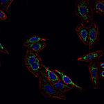 GPX4 Antibody in Immunocytochemistry (ICC/IF)