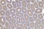 GPX4 Antibody in Immunohistochemistry (Paraffin) (IHC (P))