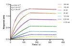 GPX4 Antibody in Surface plasmon resonance (SPR)