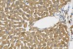 HEBP1 Antibody in Immunohistochemistry (Paraffin) (IHC (P))
