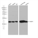 HEBP1 Antibody in Western Blot (WB)