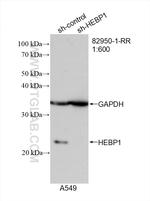 HEBP1 Antibody in Western Blot (WB)