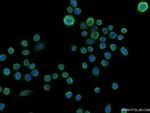 EFNA2 Antibody in Immunocytochemistry (ICC/IF)