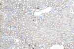 CLDN16 Antibody in Immunohistochemistry (Paraffin) (IHC (P))