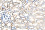 CLDN16 Antibody in Immunohistochemistry (Paraffin) (IHC (P))