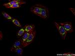FDX1 Antibody in Immunocytochemistry (ICC/IF)