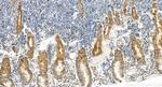 FDX1 Antibody in Immunohistochemistry (Paraffin) (IHC (P))