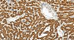 FDX1 Antibody in Immunohistochemistry (Paraffin) (IHC (P))