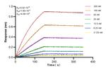 FDX1 Antibody in Surface plasmon resonance (SPR)