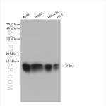 FDX1 Antibody in Western Blot (WB)