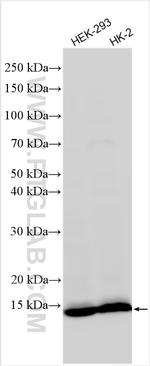 FDX1 Antibody in Western Blot (WB)