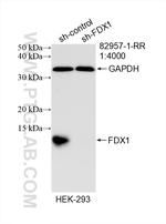 FDX1 Antibody in Western Blot (WB)