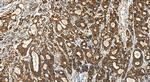 FDX1 Antibody in Immunohistochemistry (Paraffin) (IHC (P))