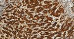 FDX1 Antibody in Immunohistochemistry (Paraffin) (IHC (P))