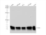 FDX1 Antibody in Western Blot (WB)