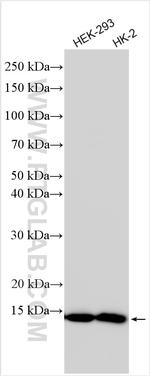 FDX1 Antibody in Western Blot (WB)