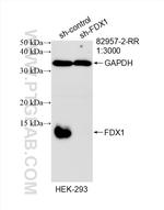 FDX1 Antibody in Western Blot (WB)