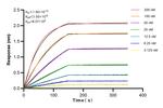 RAB32 Antibody in Surface plasmon resonance (SPR)