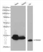 RAB32 Antibody in Western Blot (WB)