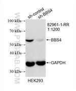 BBS4 Antibody in Western Blot (WB)