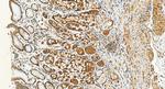 PGM5 Antibody in Immunohistochemistry (Paraffin) (IHC (P))