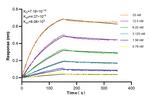 PGM5 Antibody in Surface plasmon resonance (SPR)