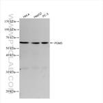 PGM5 Antibody in Western Blot (WB)