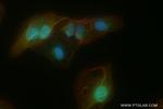 ARHGEF19 Antibody in Immunocytochemistry (ICC/IF)