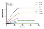 ARHGEF19 Antibody in Surface plasmon resonance (SPR)