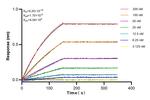 ACAP1 Antibody in Surface plasmon resonance (SPR)