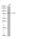 ACAP1 Antibody in Western Blot (WB)