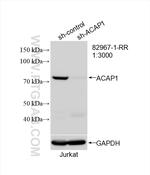 ACAP1 Antibody in Western Blot (WB)
