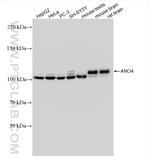 ANO4 Antibody in Western Blot (WB)