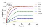 GARNL1 Antibody in Surface plasmon resonance (SPR)