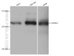 GARNL1 Antibody in Western Blot (WB)