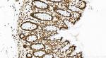 HMGB1 Antibody in Immunohistochemistry (Paraffin) (IHC (P))