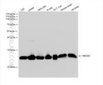HMGB1 Antibody in Western Blot (WB)