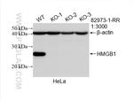 HMGB1 Antibody in Western Blot (WB)