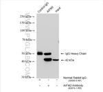 AIFM2/FSP1 Antibody in Immunoprecipitation (IP)