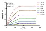 AIFM2/FSP1 Antibody in Surface plasmon resonance (SPR)