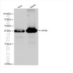 AIFM2/FSP1 Antibody in Western Blot (WB)