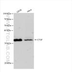 CTGF Antibody in Western Blot (WB)