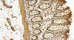 RAN Antibody in Immunohistochemistry (Paraffin) (IHC (P))