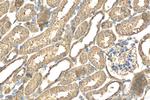 RAN Antibody in Immunohistochemistry (Paraffin) (IHC (P))