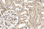 RAN Antibody in Immunohistochemistry (Paraffin) (IHC (P))