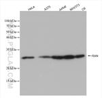 RAN Antibody in Western Blot (WB)