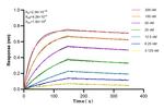 POU4F3 Antibody in Surface plasmon resonance (SPR)