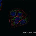 OGDHL Antibody in Immunocytochemistry (ICC/IF)
