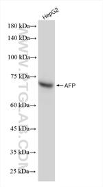 AFP Antibody in Western Blot (WB)